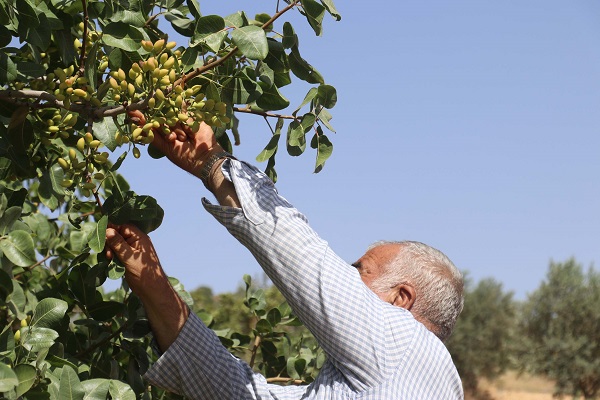Foto - Çiftçiler endişeli! Rekolte düşer mi? 