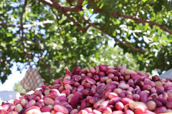 Foto - Çiftçiler endişeli! Rekolte düşer mi? 