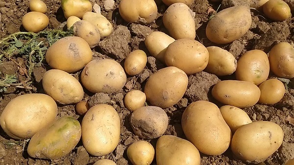 Foto - Çiftçiler gelecek müjdeli haberi bekliyor! Kuraklık yüzünden o ilimizde bu bitkilerin ekimi yasak!