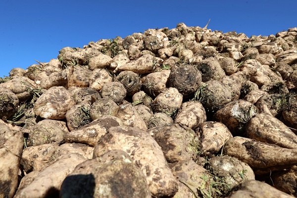 Çiftçiler gelecek müjdeli haberi bekliyor! Kuraklık yüzünden o ilimizde bu bitkilerin ekimi yasak!