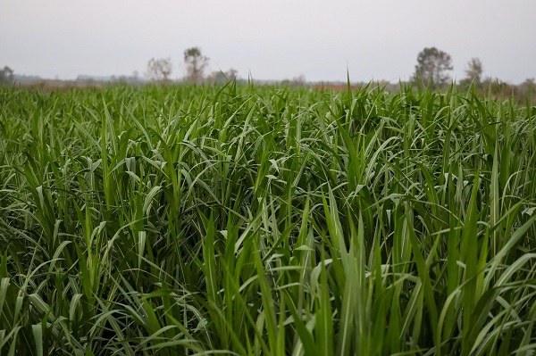 Foto - Çiftçiler için milat olacak! Maliyeti yarıya yarı düşürecek proje