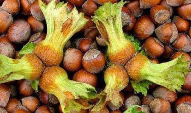 Foto - Çiftçiler isyan etti: İtalyan Ferrero Türkiye'yi soyuyor