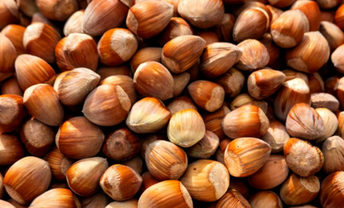 Foto - Çiftçiler isyan etti: İtalyan Ferrero Türkiye'yi soyuyor