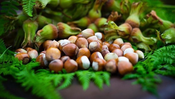 Foto - Çiftçiler isyan etti: İtalyan Ferrero Türkiye'yi soyuyor