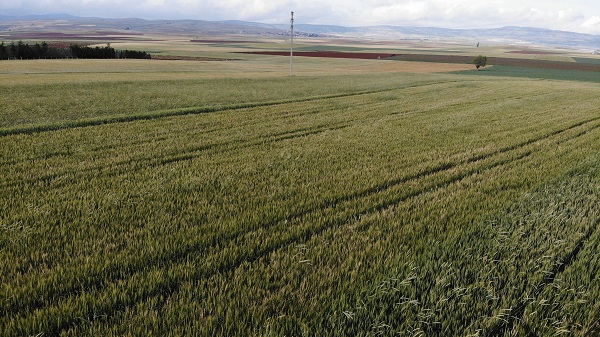 Foto - Çiftçiler kara kara düşünüyor! Son ayların korkulu rüyası