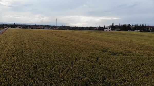 Foto - Çiftçiler kara kara düşünüyor! Son ayların korkulu rüyası