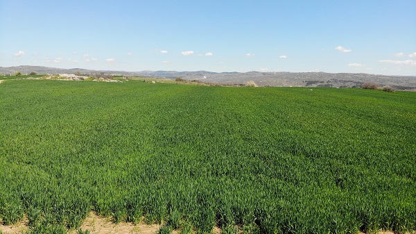 Foto - Çiftçiler korkulu rüyadan uyandı