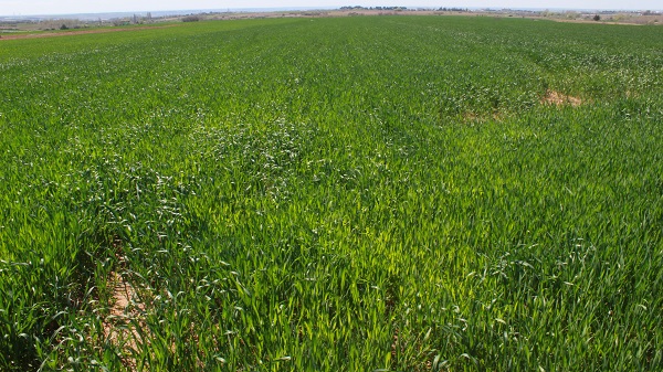 Foto - Çiftçiler korkulu rüyadan uyandı