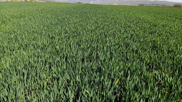 Foto - Çiftçiler korkulu rüyadan uyandı