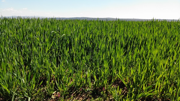 Foto - Çiftçiler korkulu rüyadan uyandı