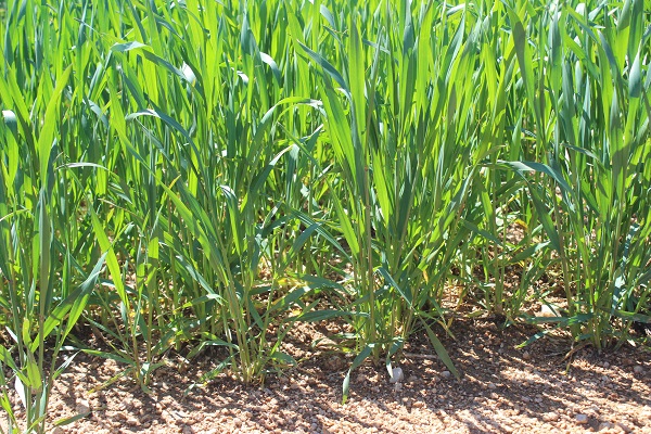 Foto - Çiftçiler korkulu rüyadan uyandı