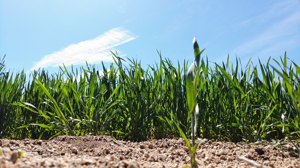 Foto - Çiftçiler korkulu rüyadan uyandı