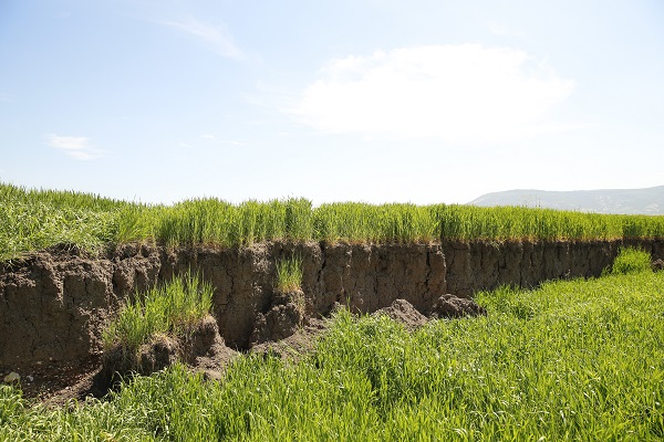 Foto - Çiftçiler şaşkın! Yükseklik farkı 2 metre