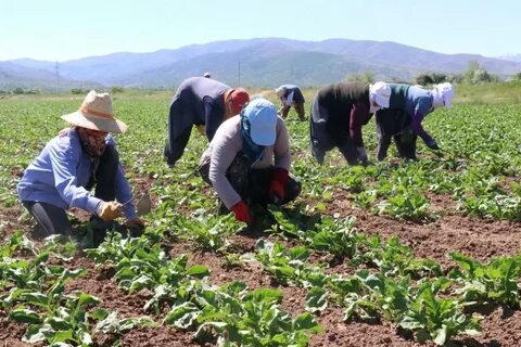 Foto - Çiftçilere destek başvuruları başlıyor!