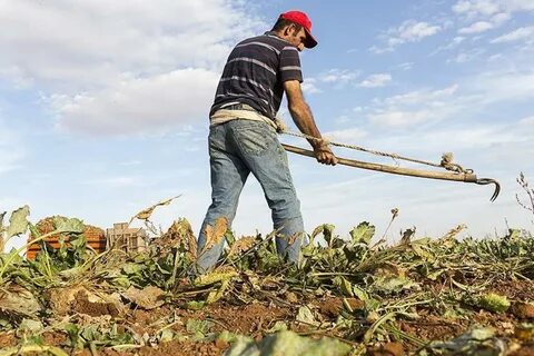 Foto - Çiftçilere destek başvuruları başlıyor!