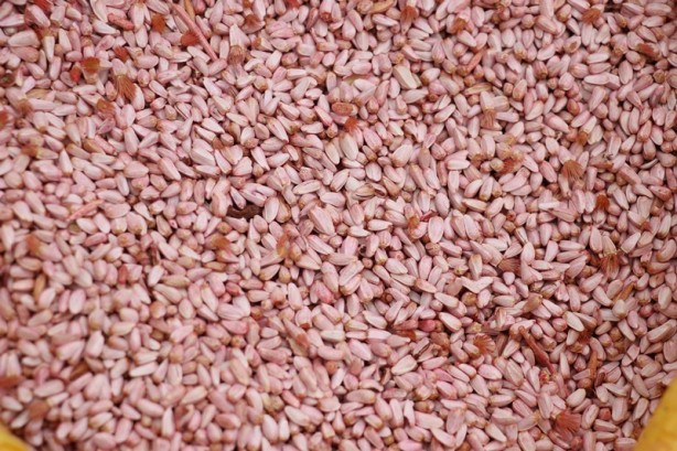 Foto - Çiftçilere tamamen ücretsiz dağıtıldı