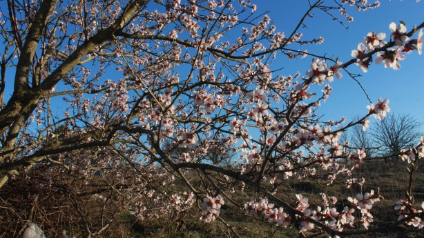 Çiftçileri endişelendiren olay! Ağaçlar çiçek açtı