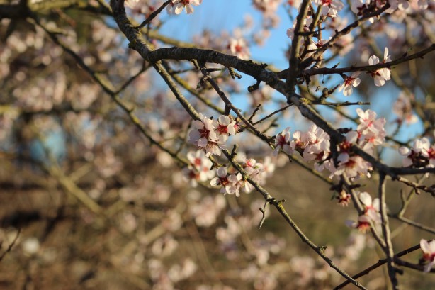 Foto - Çiftçileri endişelendiren olay! Ağaçlar çiçek açtı