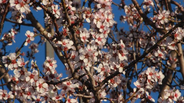 Foto - Çiftçileri endişelendiren olay! Ağaçlar çiçek açtı