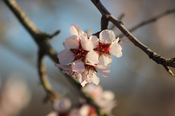 Foto - Çiftçileri endişelendiren olay! Ağaçlar çiçek açtı