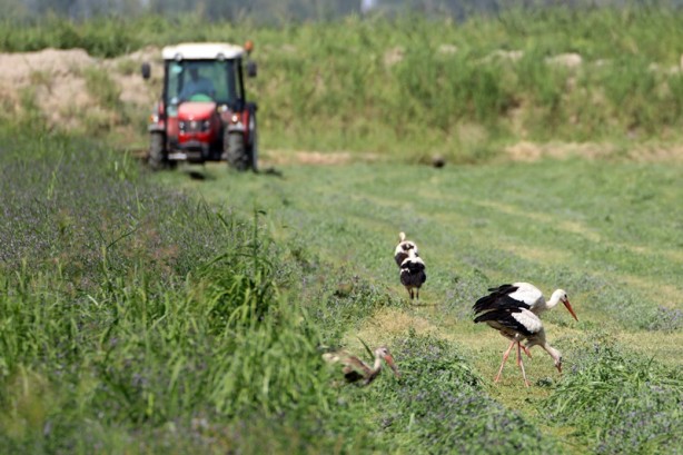 Foto - Çiftçilerin hasat yaptığı tarlalarda leylekler de rızıklanıyor