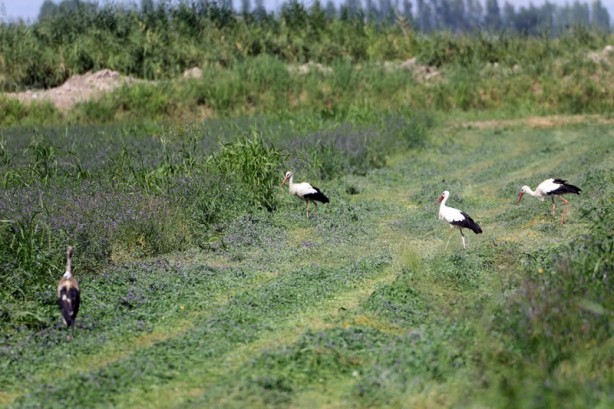 Foto - Çiftçilerin hasat yaptığı tarlalarda leylekler de rızıklanıyor
