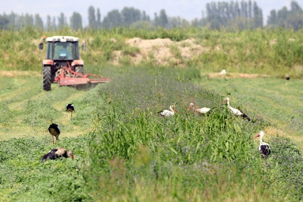 Foto - Çiftçilerin hasat yaptığı tarlalarda leylekler de rızıklanıyor