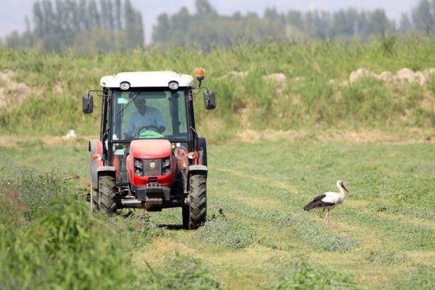 Foto - Çiftçilerin hasat yaptığı tarlalarda leylekler de rızıklanıyor
