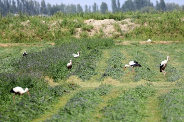 Foto - Çiftçilerin hasat yaptığı tarlalarda leylekler de rızıklanıyor