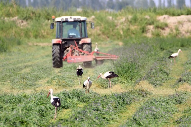 Çiftçilerin hasat yaptığı tarlalarda leylekler de rızıklanıyor