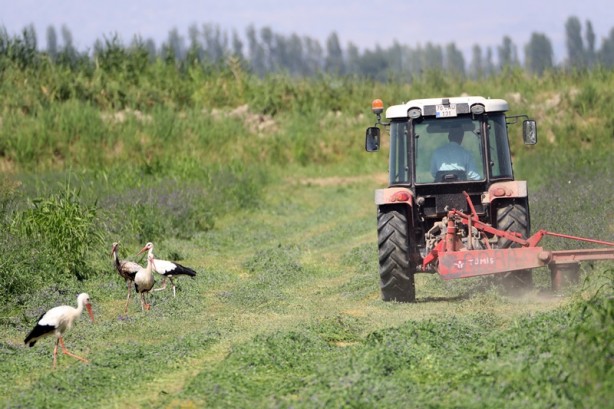 Foto - Çiftçilerin hasat yaptığı tarlalarda leylekler de rızıklanıyor