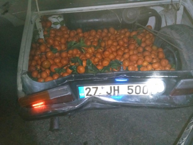 Foto - Çiftçinin alın terine göz diktiler! Narenciye hırsızları suçüstü olunca...