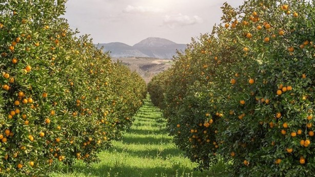 Çiftçinin alın terine göz diktiler! Narenciye hırsızları suçüstü olunca...