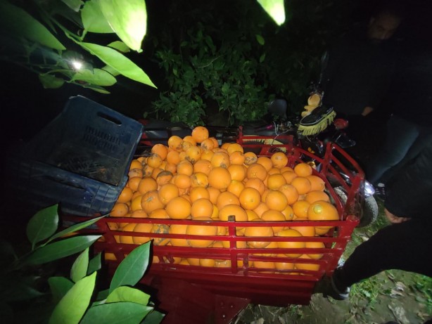 Foto - Çiftçinin alın terine göz diktiler! Narenciye hırsızları suçüstü olunca...