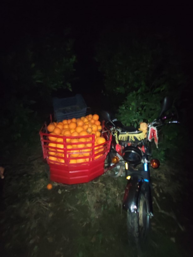 Foto - Çiftçinin alın terine göz diktiler! Narenciye hırsızları suçüstü olunca...