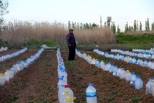 Foto - Çiftçinin çözümü akıllara durgunluk verdi! Domates fideleri için böyle önlem aldı