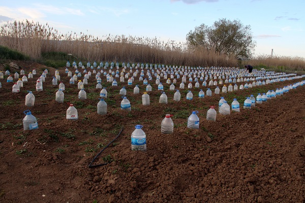 Foto - Çiftçinin çözümü akıllara durgunluk verdi! Domates fideleri için böyle önlem aldı