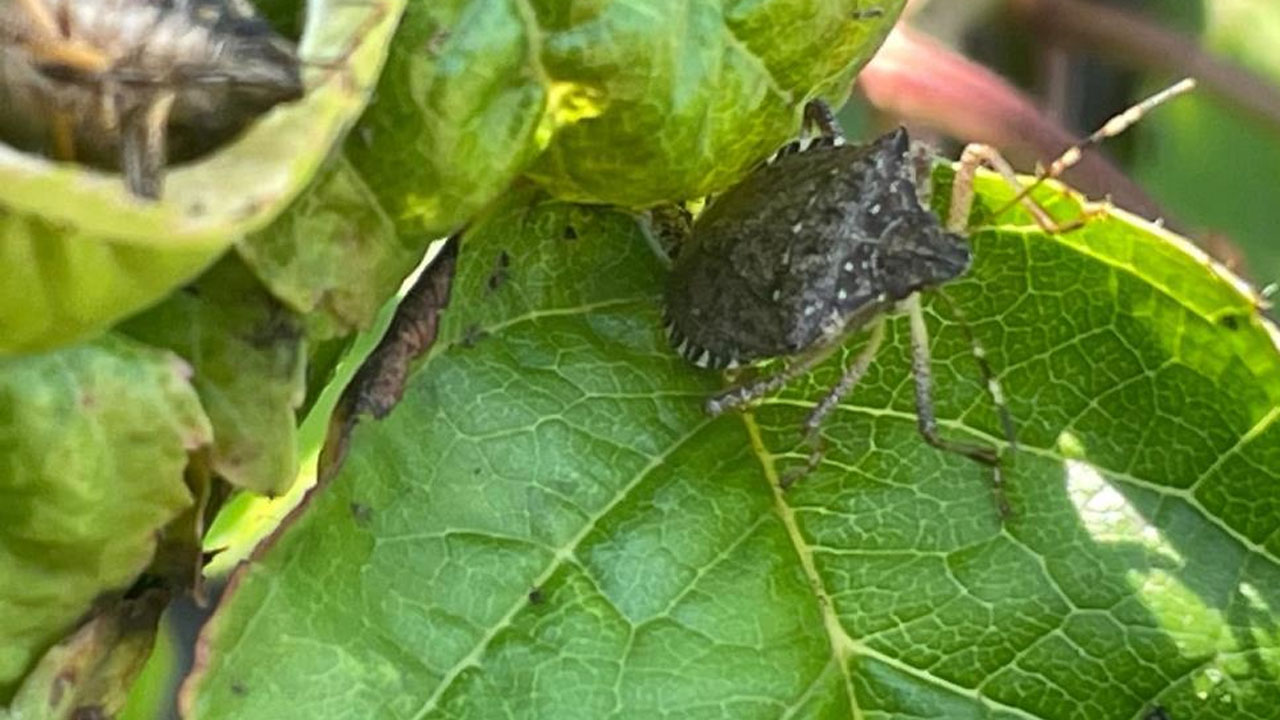 Foto - Çiftçinin kabusu oldu! Kiraz, erik ve dutlarda büyük zarar