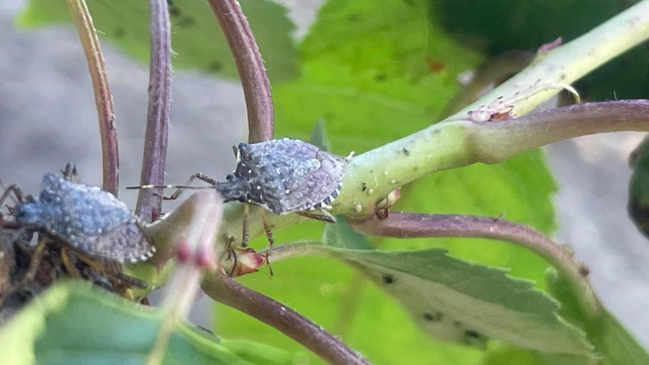 Foto - Çiftçinin kabusu oldu! Kiraz, erik ve dutlarda büyük zarar