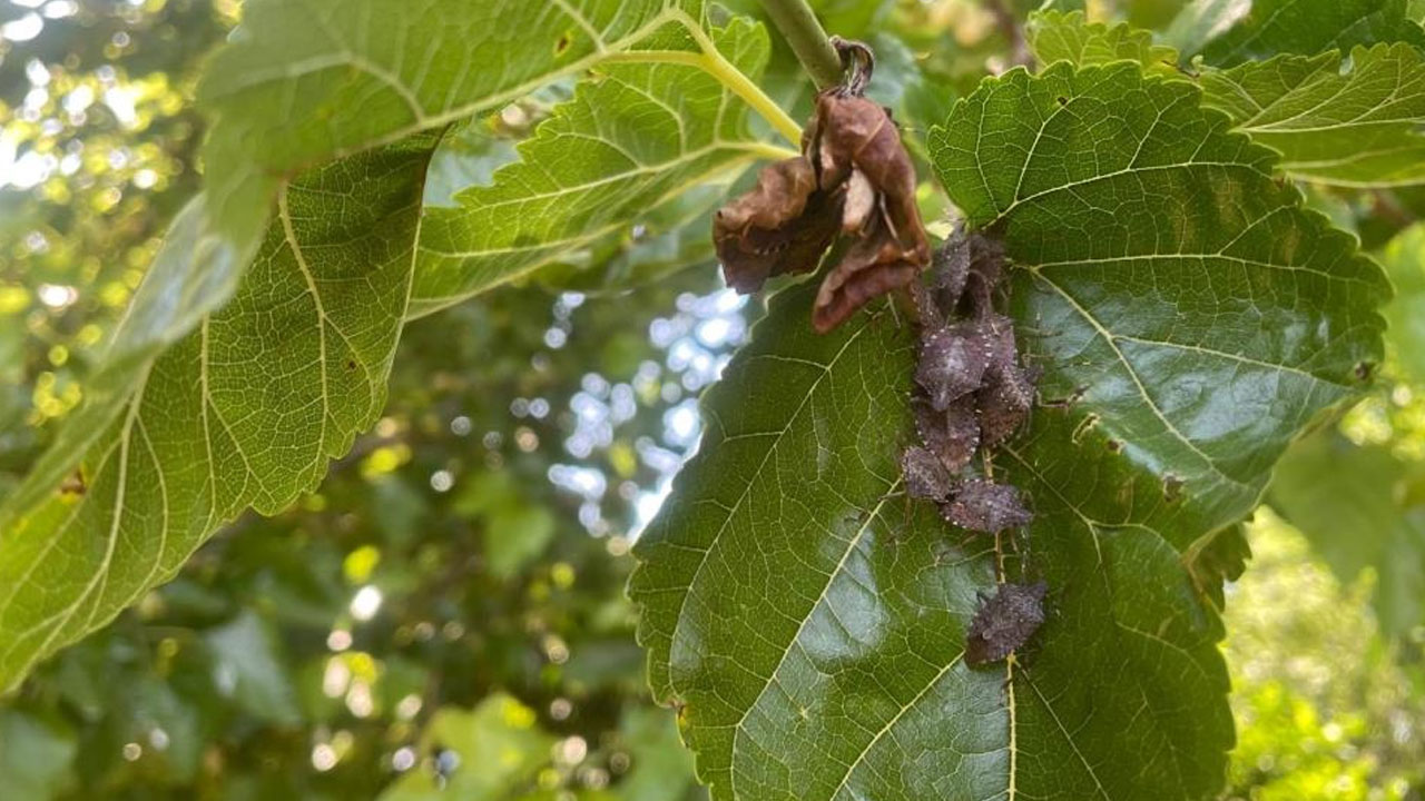 Foto - Çiftçinin kabusu oldu! Kiraz, erik ve dutlarda büyük zarar