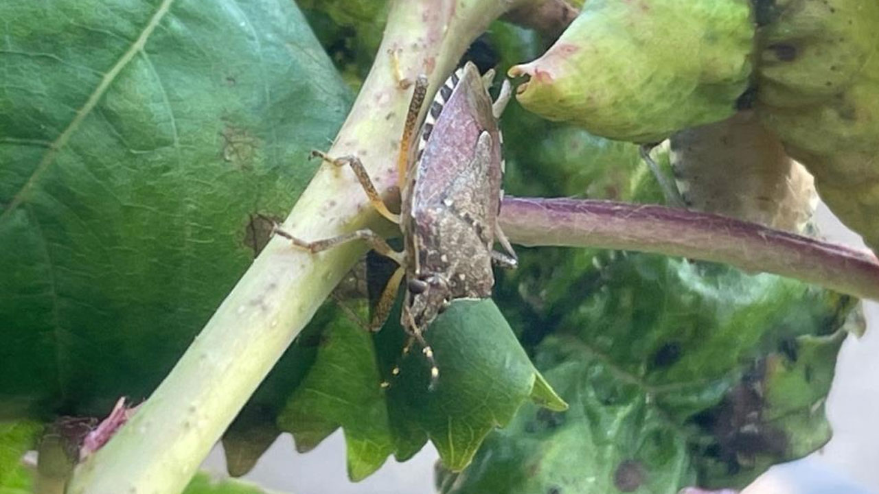 Çiftçinin kabusu oldu! Kiraz, erik ve dutlarda büyük zarar