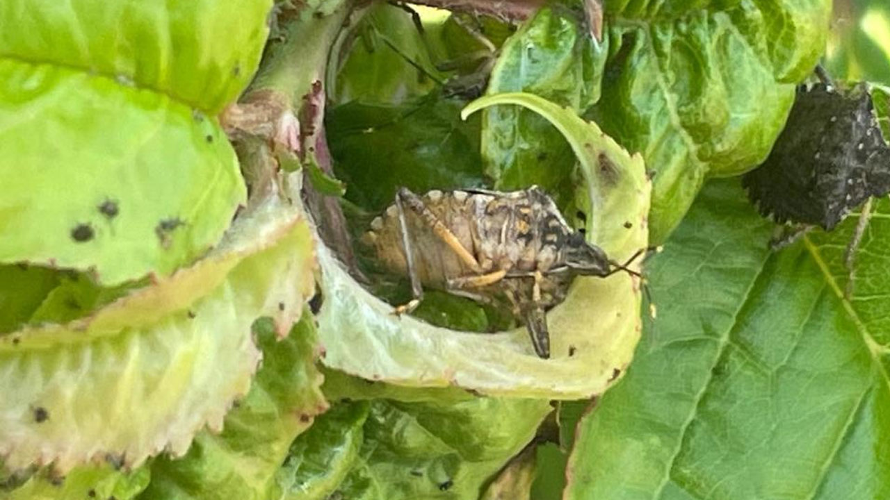 Foto - Çiftçinin kabusu oldu! Kiraz, erik ve dutlarda büyük zarar