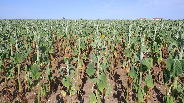 Foto - Çiftçinin keyfi kaçtı! Hasat bile yapılamayacak