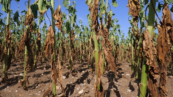 Foto - Çiftçinin keyfi kaçtı! Hasat bile yapılamayacak