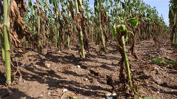 Foto - Çiftçinin keyfi kaçtı! Hasat bile yapılamayacak