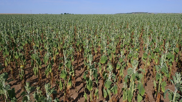 Foto - Çiftçinin keyfi kaçtı! Hasat bile yapılamayacak