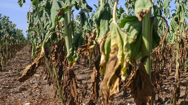 Foto - Çiftçinin keyfi kaçtı! Hasat bile yapılamayacak