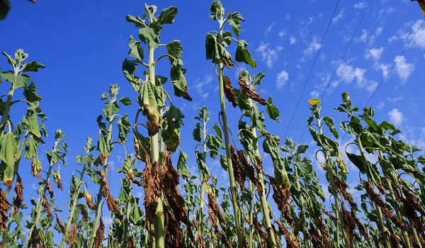 Foto - Çiftçinin keyfi kaçtı! Hasat bile yapılamayacak