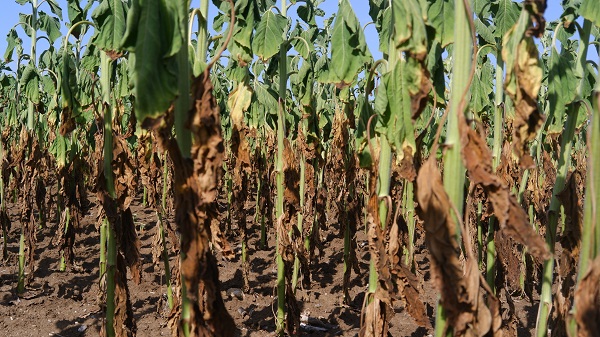 Foto - Çiftçinin keyfi kaçtı! Hasat bile yapılamayacak