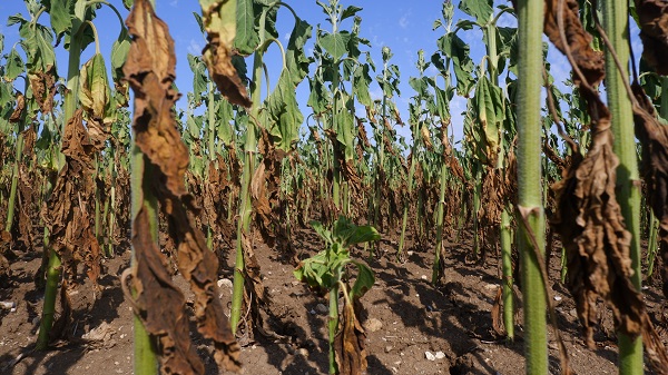 Foto - Çiftçinin keyfi kaçtı! Hasat bile yapılamayacak